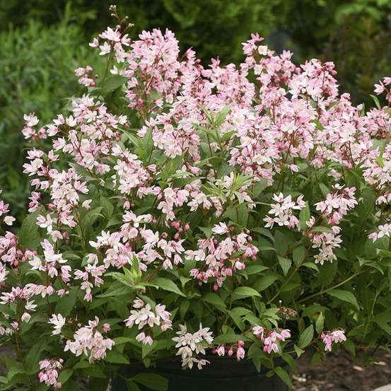 Deutzia 'yuki cherry blossom' pot de 2l/3l