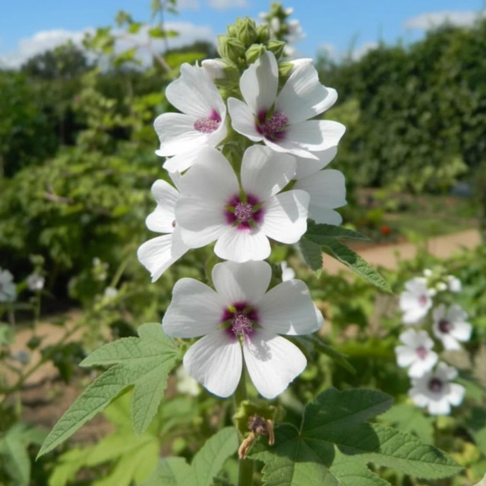Guimauve, mauve officinale godet