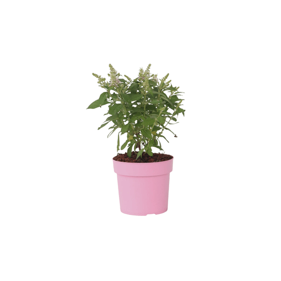 Arbre à papillons - buddleja davidii 'candy' - hauteur 30-40cm - ⌀19cm