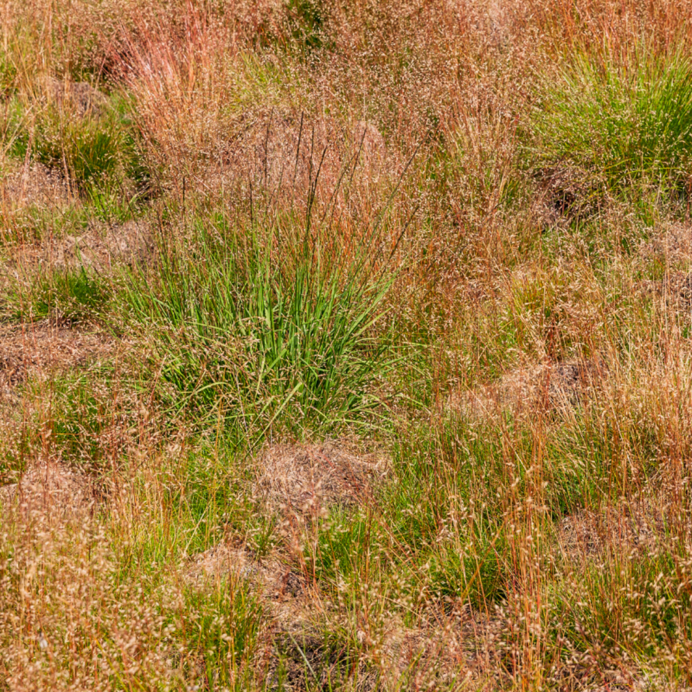 Molinie bleue heidebraut - molinia caerulea heidebraut 100 cm pot 7,5l