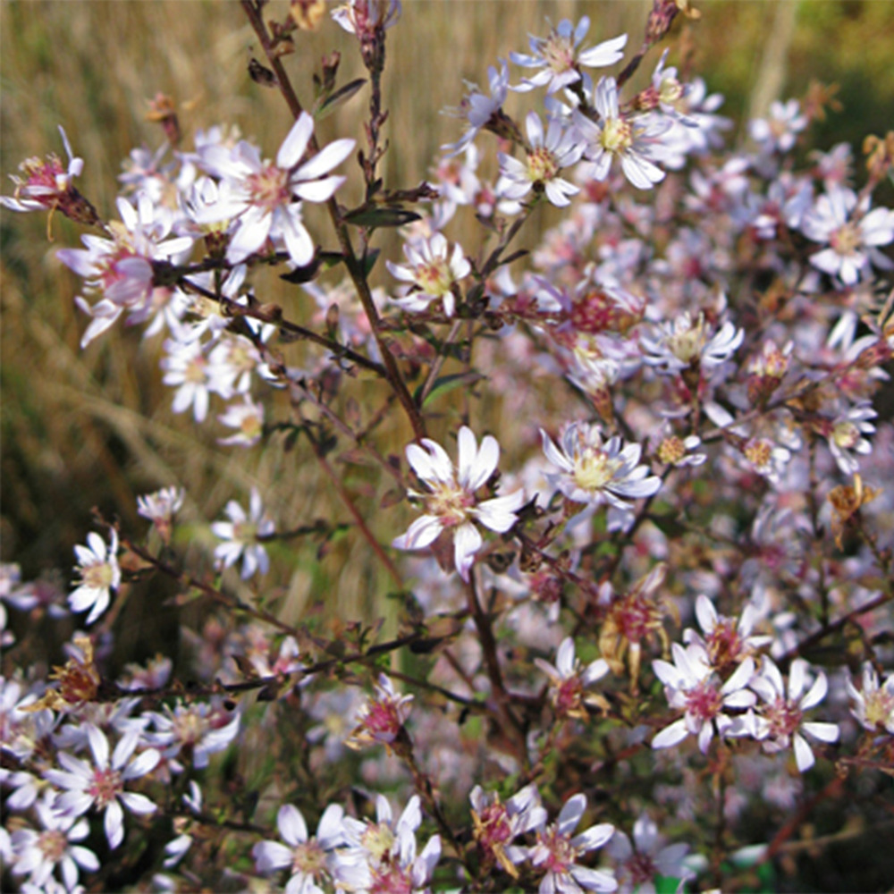 Aster ericoides 'blue star' godet de 8/9 cm