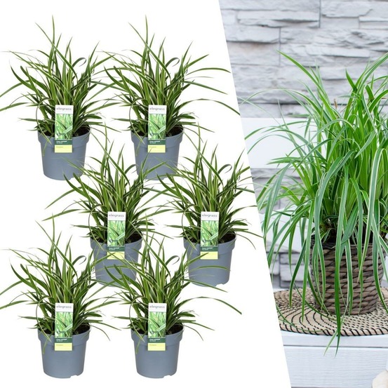 6 x carex morrowii 'ice dance'