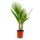Washingtonia robusta - palmier du mexique - palmier - persistant - ⌀17 cm – ↕70-80 cm