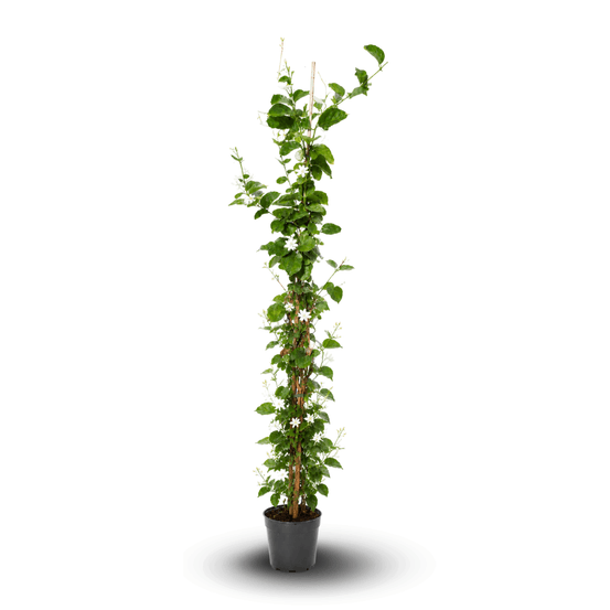Jasmin sambac - jasmin d'Arabie - jasminum sambac - plante grimpante - ↕ 110-120 cm - ⌀ 19 cm
