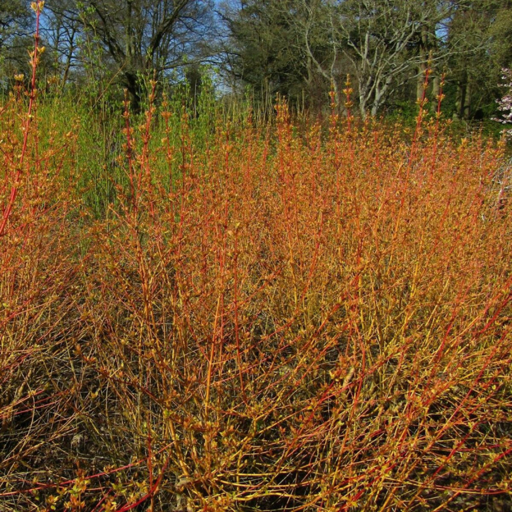 Cornouiller sanguin midwinter fire, cornus pot de 4l - 40/60 cm