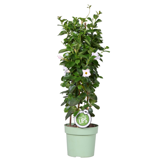 Mandevilla sundaville - jasmin du chili - blanc - plantes de jardin - hauteur 70-90 cm - pot 19 cm