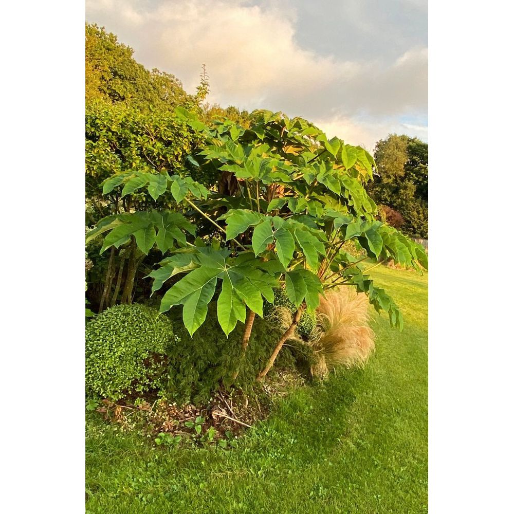 Tetrapanax 'rex' - en pot de 3 litres