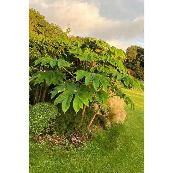 Tetrapanax 'rex' - en pot de 3 litres