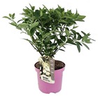 Hydrangea paniculata 'confetti' - hortensia - hortensia paniculé - fleurs en forme de prune - pot 19cm - hauteur 25-40cm