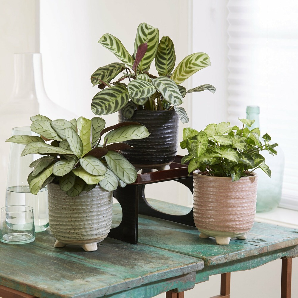 Collection de 3 plantes d'intérieur à feuillage marbré - les 3 pots / hauteur livrée 20-40cm