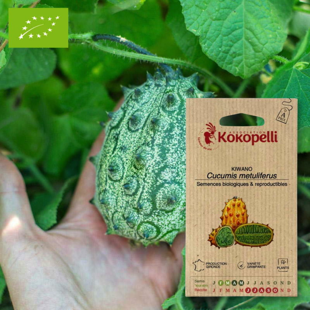 Kiwano concombre cornu d'afrique- graines bio à semer