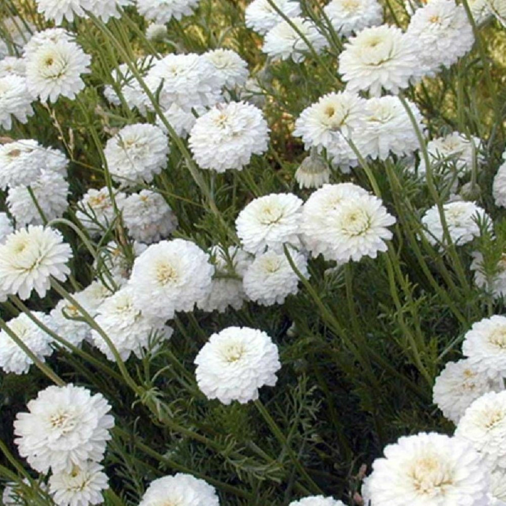 Camomille romaine double lot de 3 godets