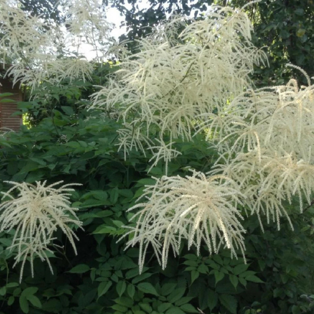 Barbe de bouc, aruncus lot de 3 godets