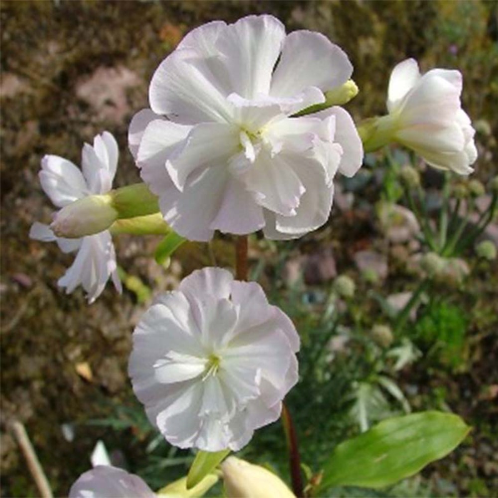 Saponaire officinale 'alba plena' godet de 8/9 cm