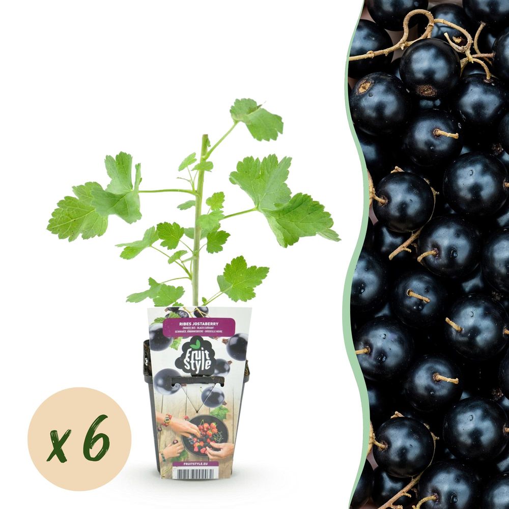 Cassissier 'jostabes' - lot de 6 - pot 9 cm - hauteur 35 cm