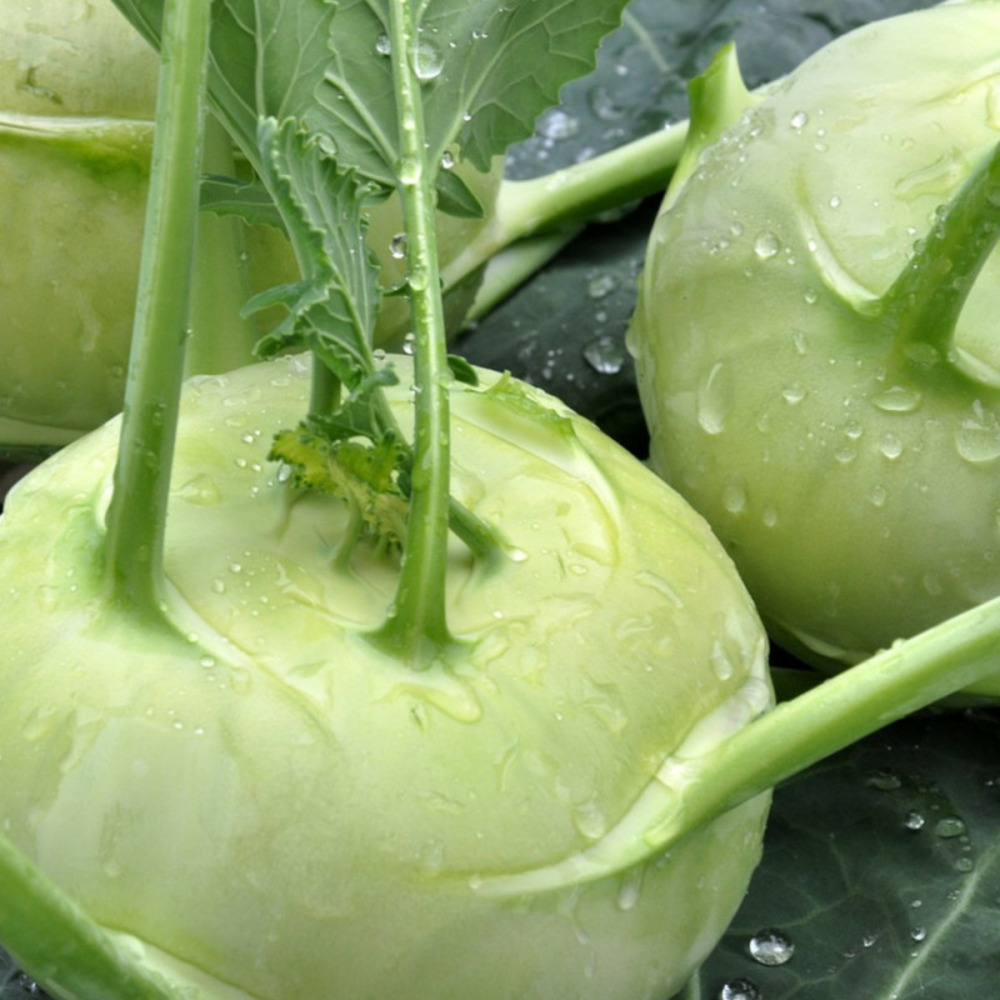 Graines de chou rave blanc hâtif de vienne - vilmorin sachet