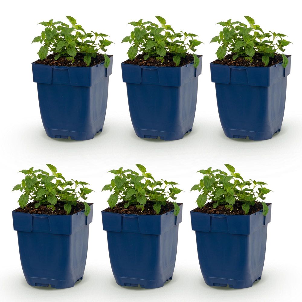 Népéta 'snowflake' - lot de 6 - pot 11 cm - hauteur 25 cm - plante d'extérieur