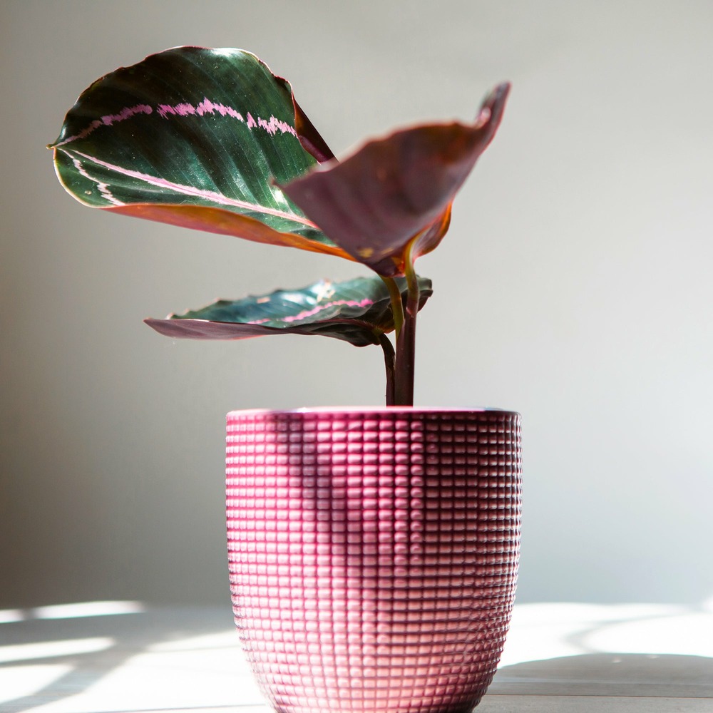 Calathéa dottie - le pot / ø 12cm / hauteur livrée 25-35cm