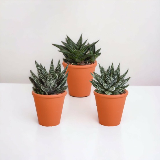 Coffret gasteria, haworthia et ses caches-pots terracotta - lot de 3 plantes, h18cm
