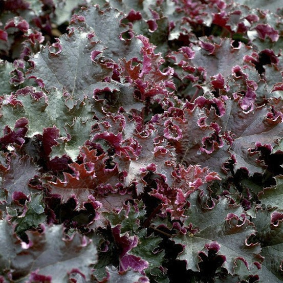 Heuchère 'purple petticoats' godet de 8/9 cm