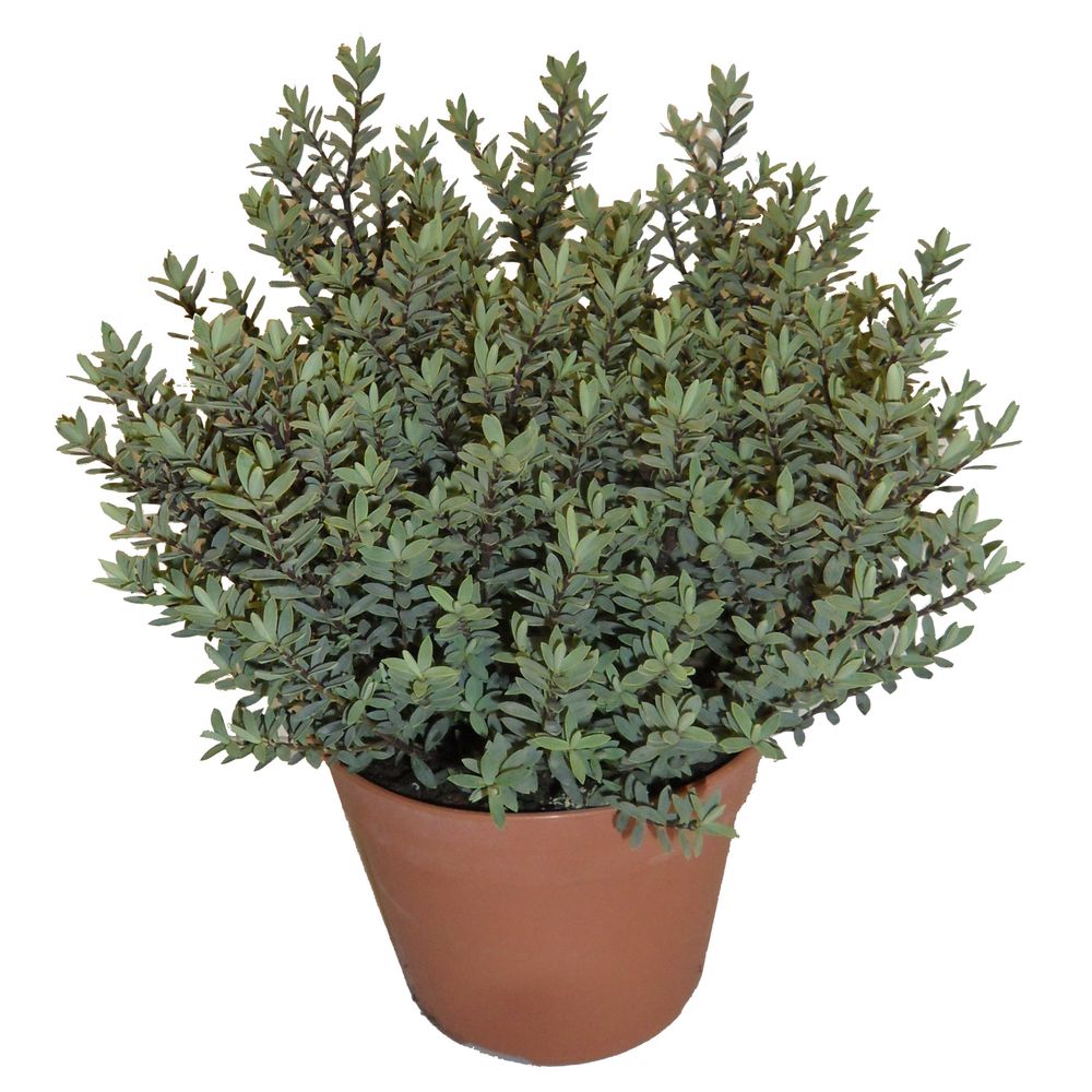 Myrte microphylla p13cm | Truffaut