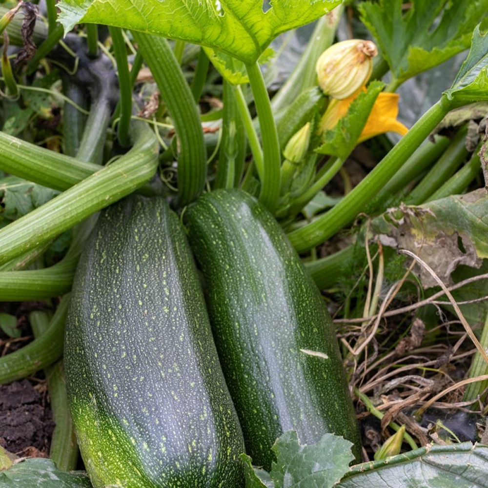 Courgette 'verte non coureuse des maraîchers' le sachet de 25 graines environ (3g)