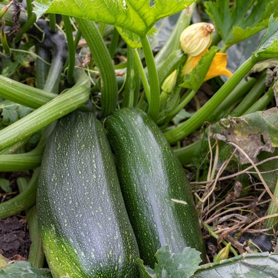 Courgette 'verte non coureuse des maraîchers' le sachet de 25 graines environ (3g)
