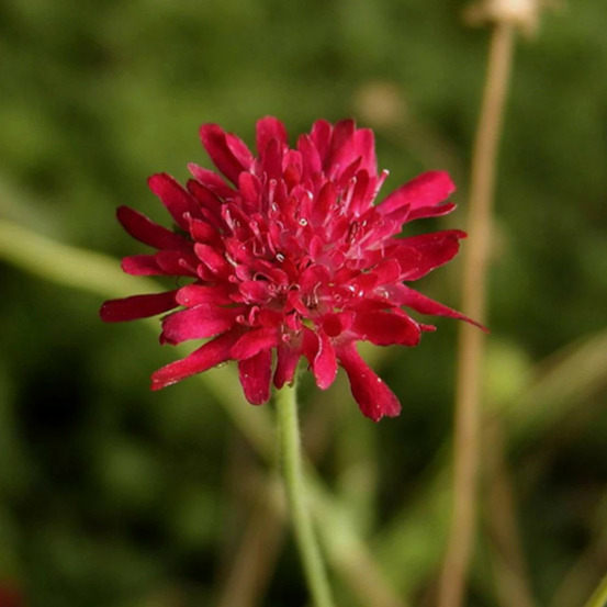 Knautie de macédoine godet - 5/20 cm