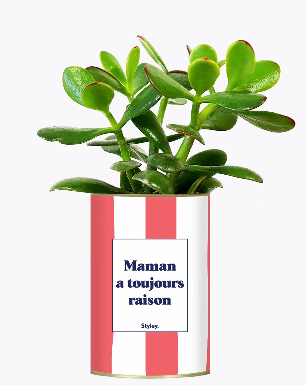 Plante à message - maman a toujours raison - cactus