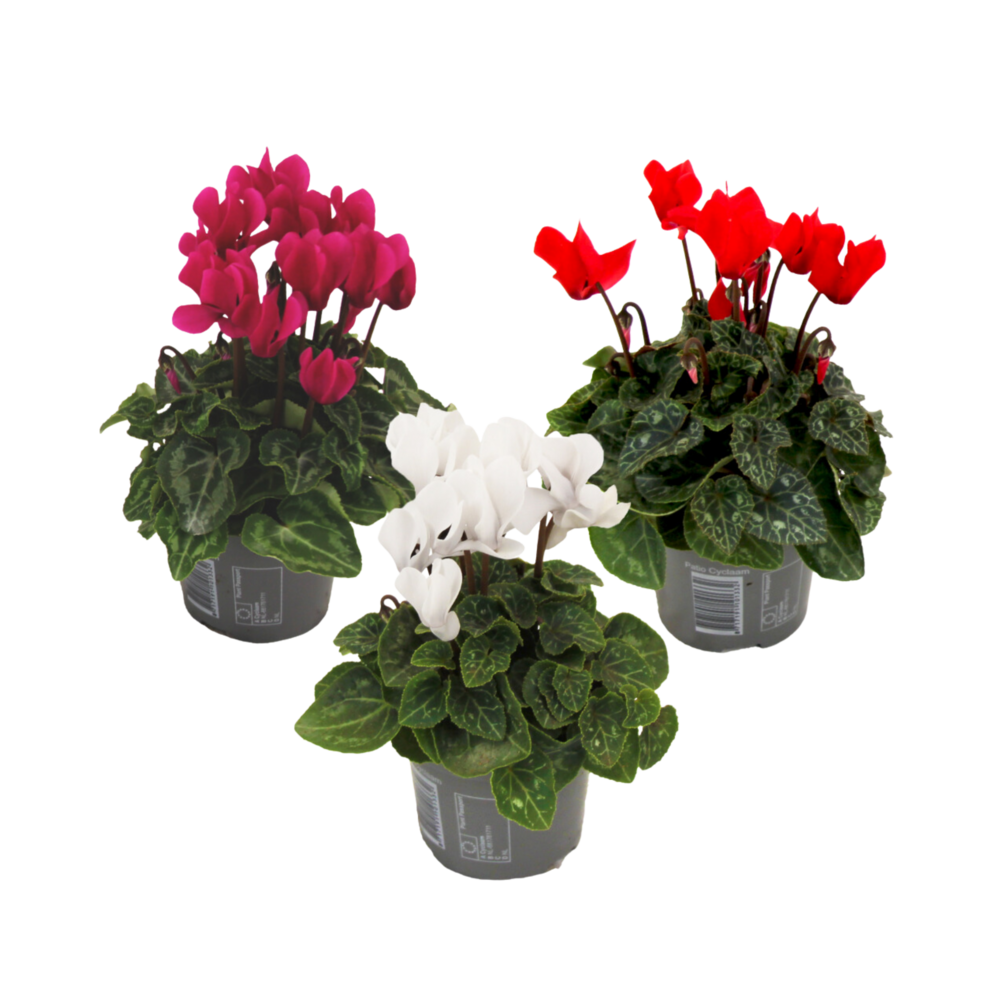 Cyclamen de perse - set de 3 - cyclamen persicum - hauteur 10-20cm - ⌀9cm