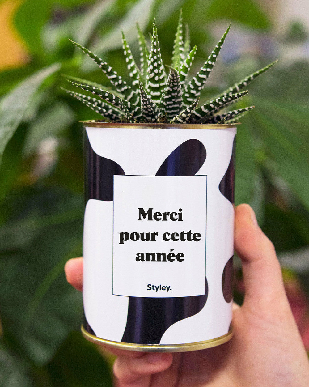 Plante facile à entretenir - merci pour cette année - cactus
