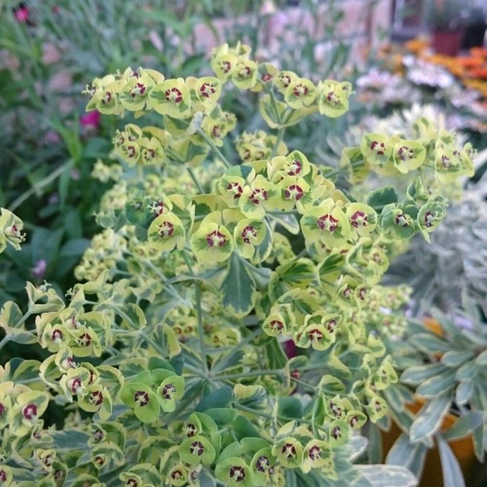 3 euphorbes de martin 'ascot rainbow' (euphorbia martinii ascot rainbow)