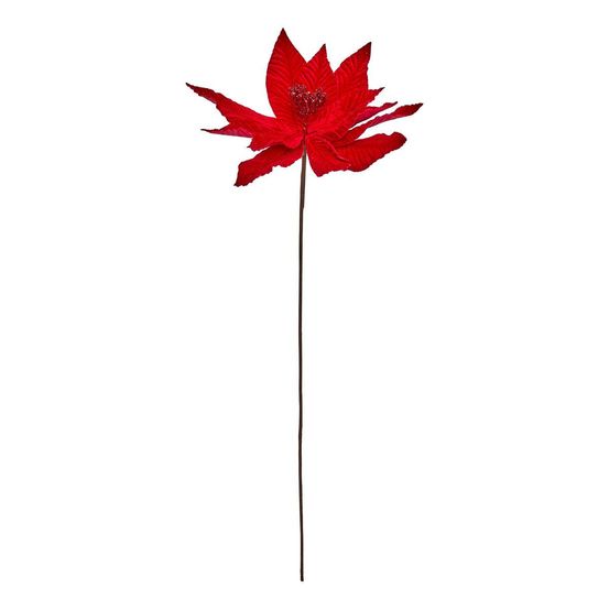 Bch poinsettia rouge h75