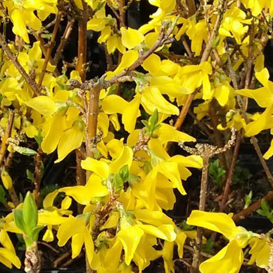 2 x mimosa de paris 'minigold' - forsythia intermedia 'minigold' - 50-60 cm pot