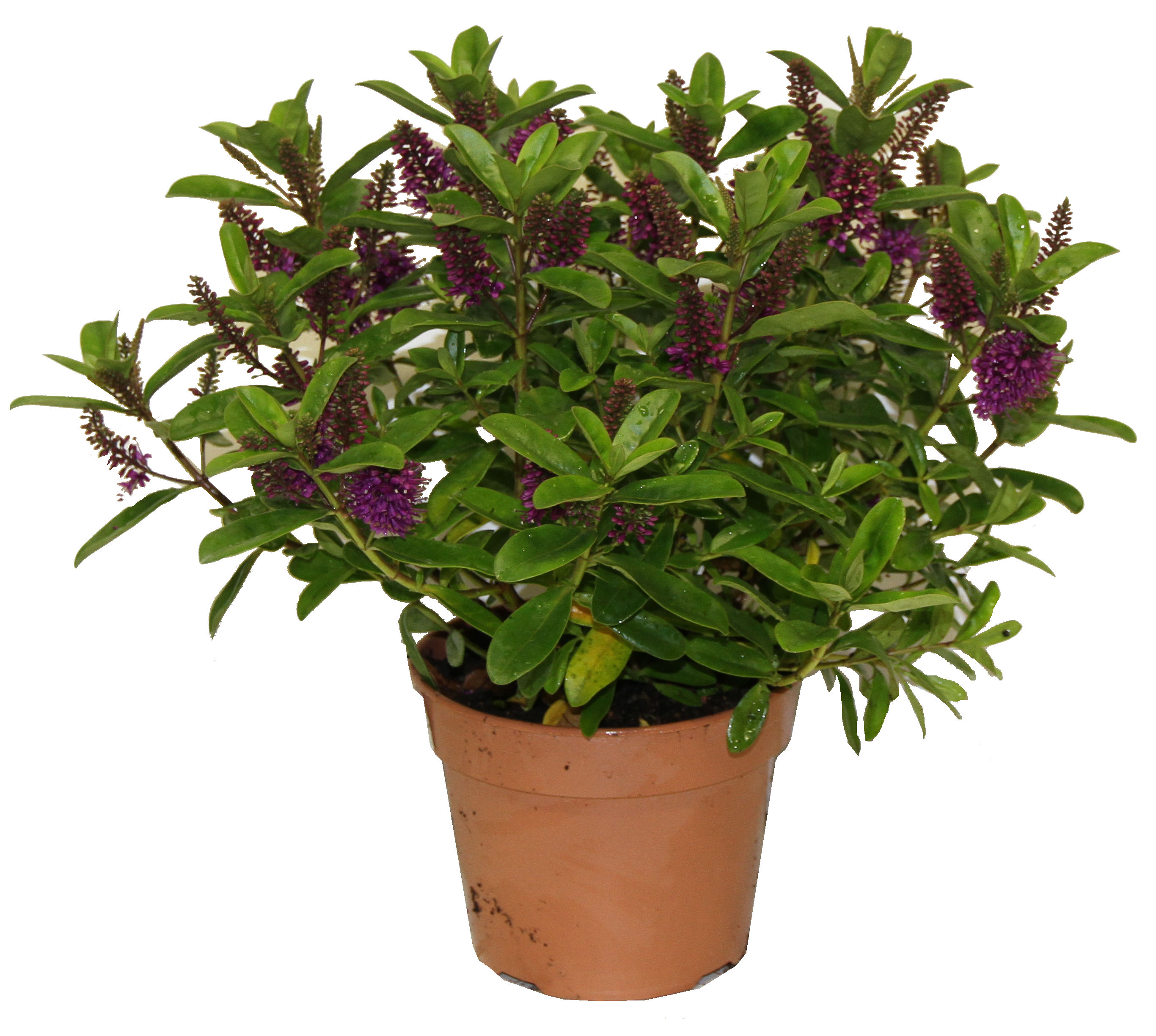 Veronique violette p18cm