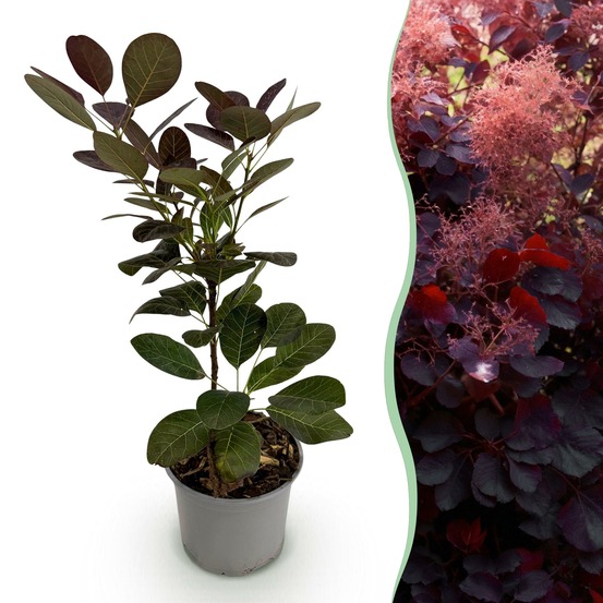 Cotinus coggygria royal purple – pot 12 cm – hauteur 35 cm