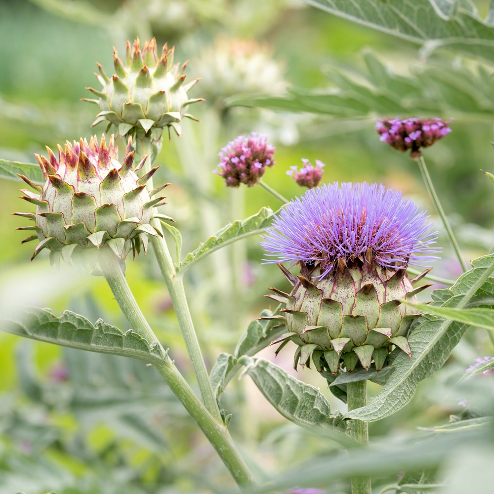 Cardon - le pot / ø 9cm
