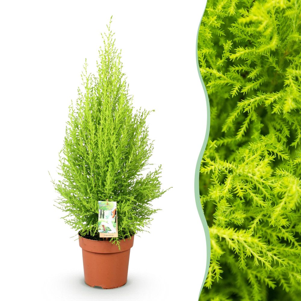 Cyprès d'intérieur - cupressus 'goldcrest wilma' - ø21cm - ↕95cm - plante d’intérieur
