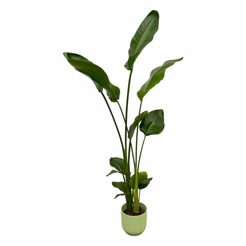 Strelitzia nicolai 100cm et son pot vert 18cm - hauteur 100cm