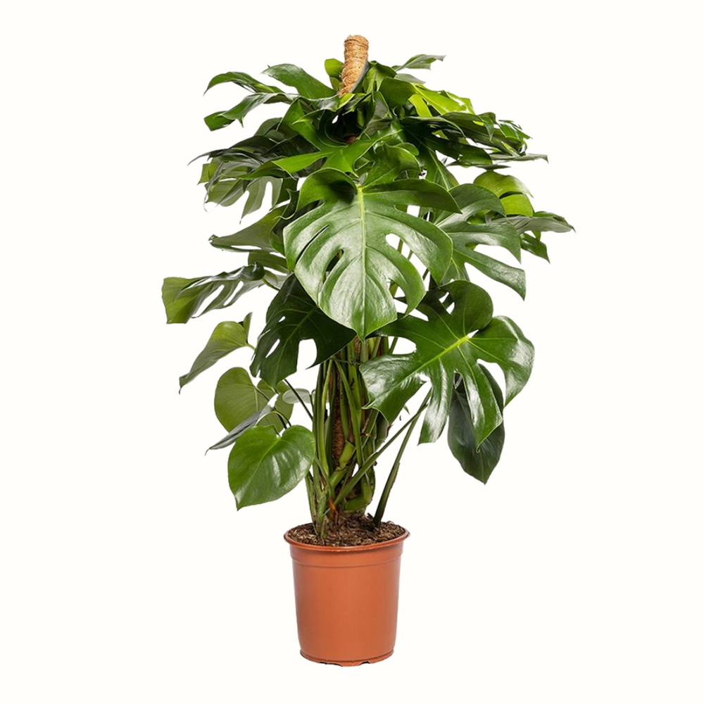 Monstera deliciosa - 110cm