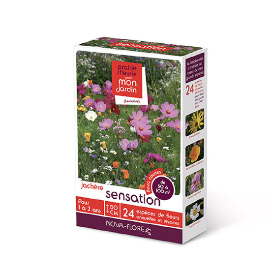 Prairies fleuries : sensation 50 à 100 m2