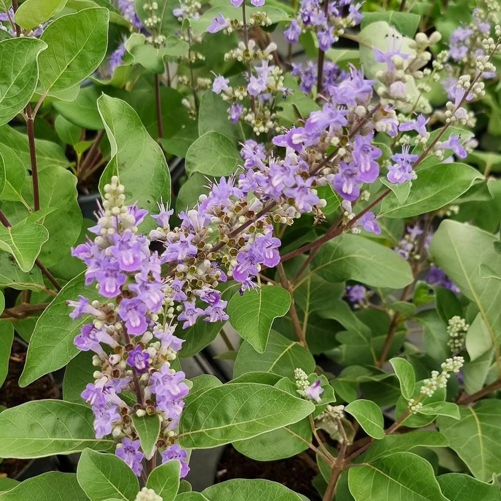 Arbre au poivre blues 'daniel searle', vitex, gattilier pot de 3l - 20/40 cm