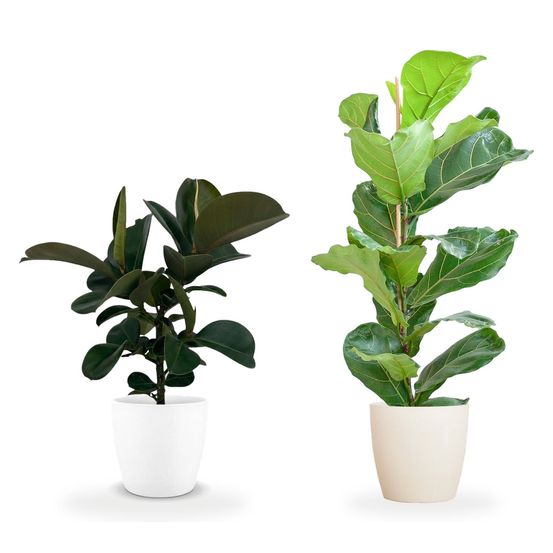 Duo ficus design — lyrata & elastica cloe
