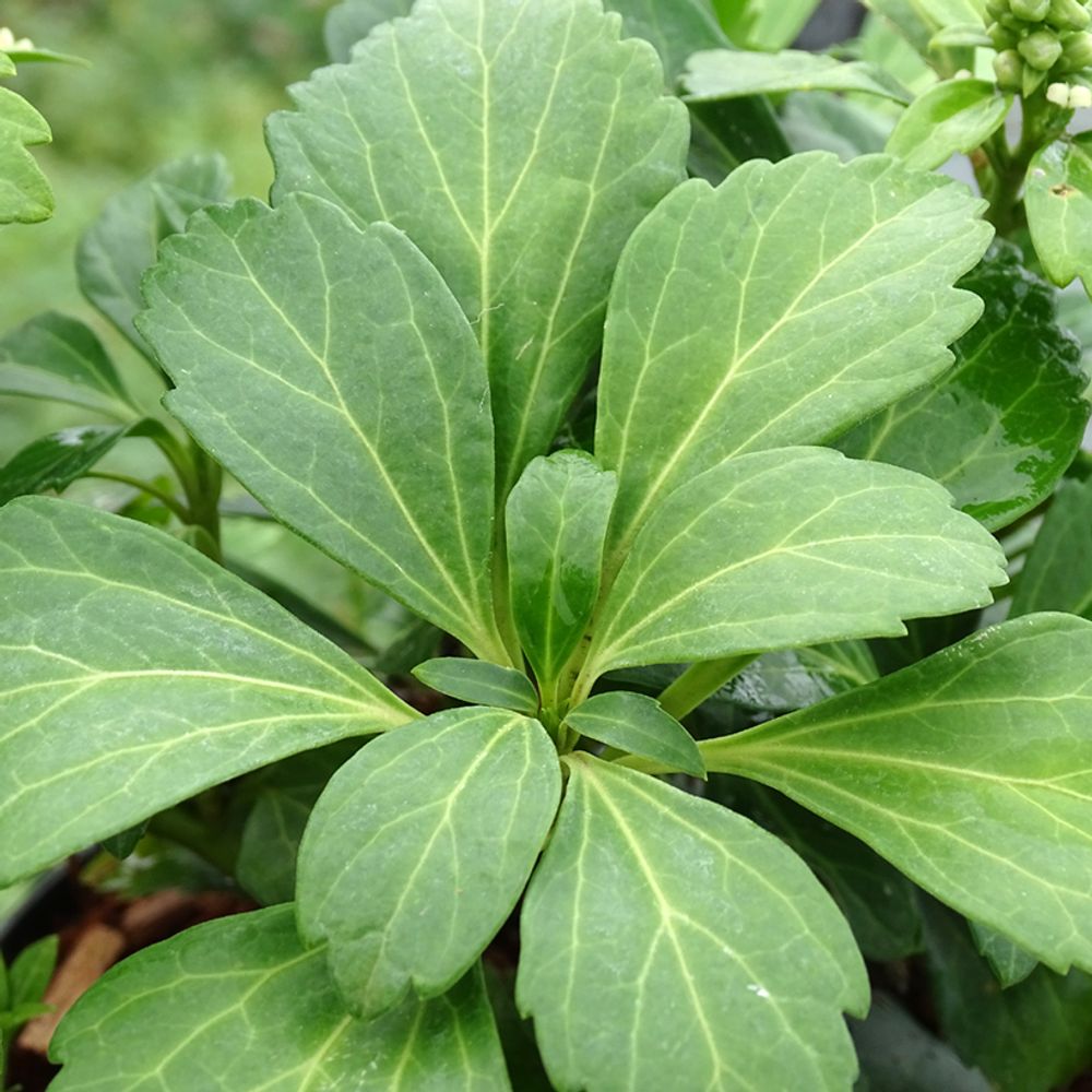 Pachysandra terminalis 'green carpet' pot de 2l/3l