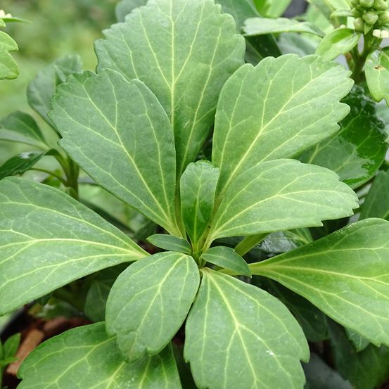Pachysandra terminalis 'green carpet' pot de 2l/3l