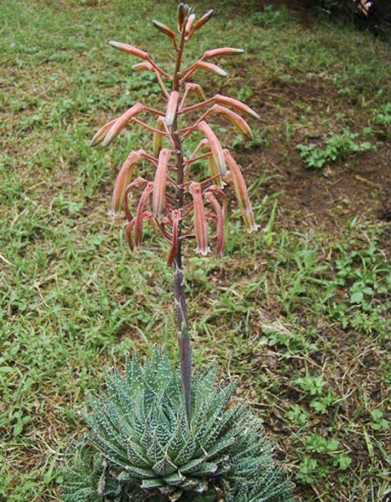 Aloe nain pot de 2l/3l