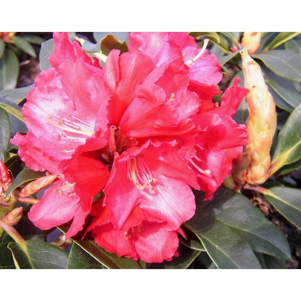 Rhododendron x 'halfdan lem':conteneur 7.5l | Truffaut