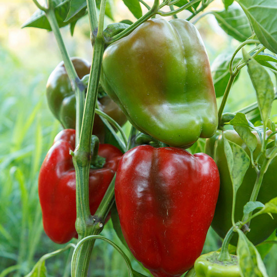 Plant poivron lamuyo f1 maraîcher en pot