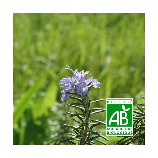 Romarin lavande - sans traitement lot de 5 godets