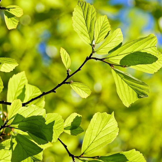 Parrotie de perse, parrotia pot de 1,5l - 20/50 cm